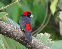 Ramphocelus sanguinolentus