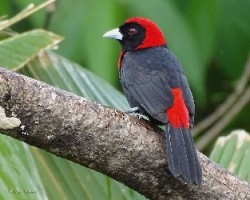 Ramphocelus sanguinolentus