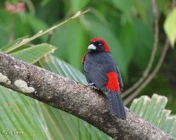 Ramphocelus sanguinolentus