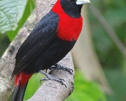 Ramphocelus sanguinolentus