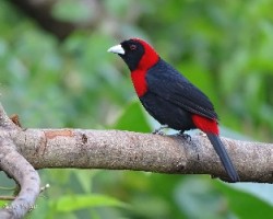 Ramphocelus sanguinolentus