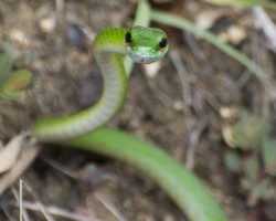 Leptophis depressirostris