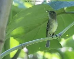 Empidonax flaviventris