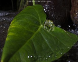 Sachatamia albomaculata