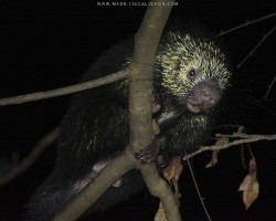 Sphiggurus mexicanus