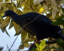 Chamaepetes unicolor