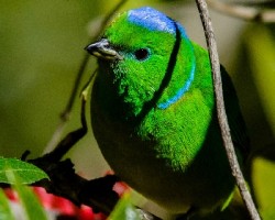 Chlorophonia callophrys