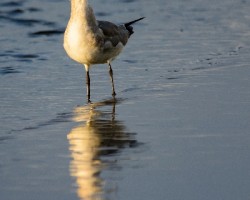 Leucophaeus atricilla