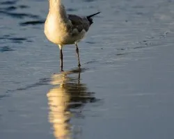 Leucophaeus atricilla