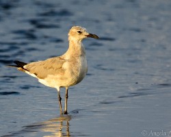 Leucophaeus atricilla