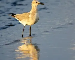 Leucophaeus atricilla