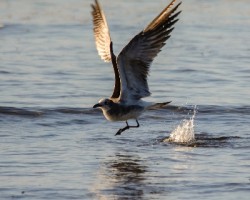 Leucophaeus atricilla