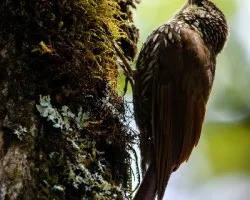 Lepidocolaptes affinis