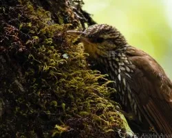 Lepidocolaptes affinis