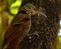 Lepidocolaptes affinis