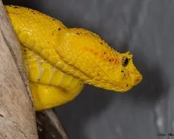 Bothriechis schlegelii