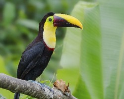 Ramphastos ambiguus