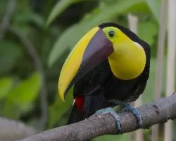 Ramphastos ambiguus