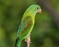 Brotogeris jugularis