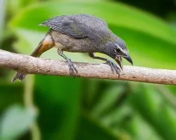 Saltator coerulescens