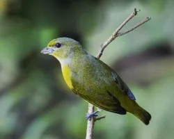 Euphonia hirundinacea