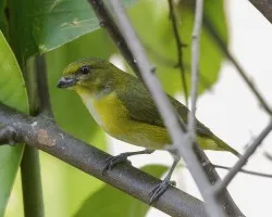 Euphonia hirundinacea