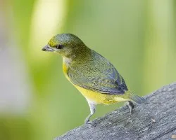 Euphonia hirundinacea