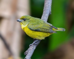 Euphonia hirundinacea