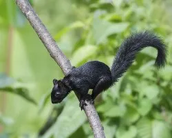 Sciurus variegatoides