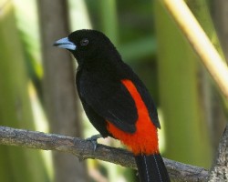 Ramphocelus passerinii