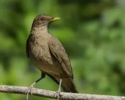 Turdus grayi