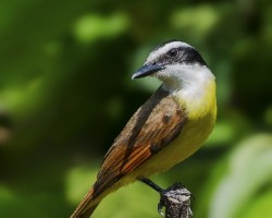 Pitangus sulphuratus