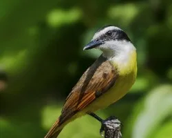 Pitangus sulphuratus