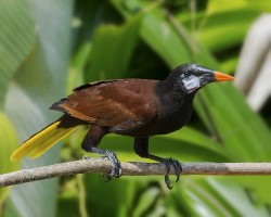 Psarocolius montezuma