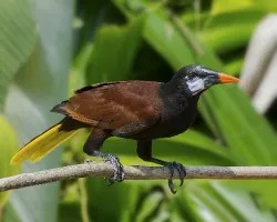 Psarocolius montezuma