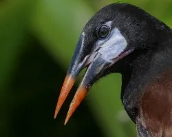 Psarocolius montezuma