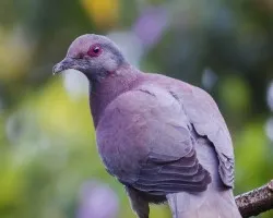 Patagioenas cayennensis