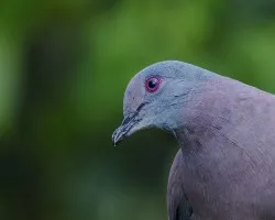 Patagioenas cayennensis