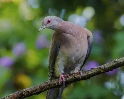 Patagioenas cayennensis