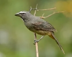 Saltator coerulescens