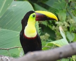 Ramphastos ambiguus