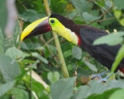 Ramphastos ambiguus