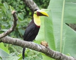 Ramphastos ambiguus