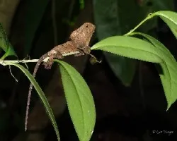 Corytophanes cristatus