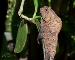 Corytophanes cristatus