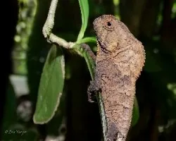 Corytophanes cristatus