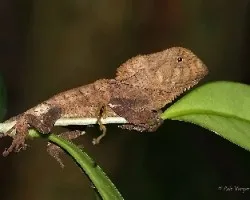 Corytophanes cristatus