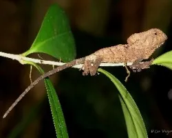 Corytophanes cristatus
