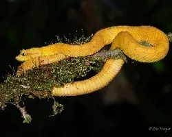 Bothriechis schlegelii