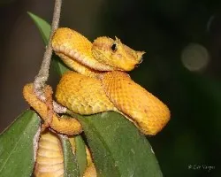 Bothriechis schlegelii